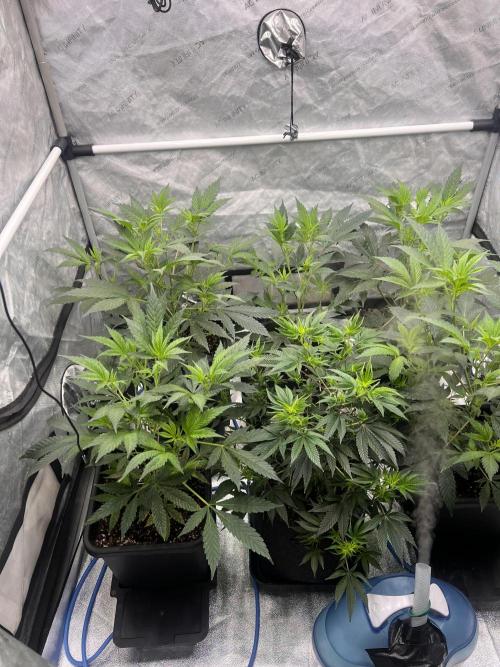 Chocolate Waffelz - Paradise Seeds. Week 2 - 27.01. F8