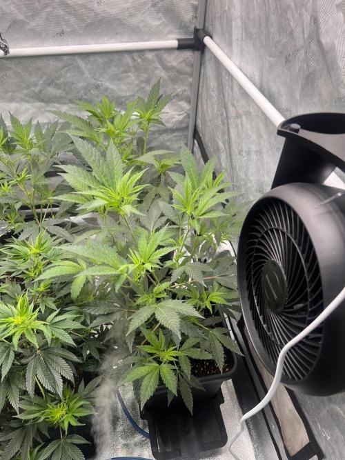 Chocolate Waffelz - Paradise Seeds. Week 2 - 27.01. F8