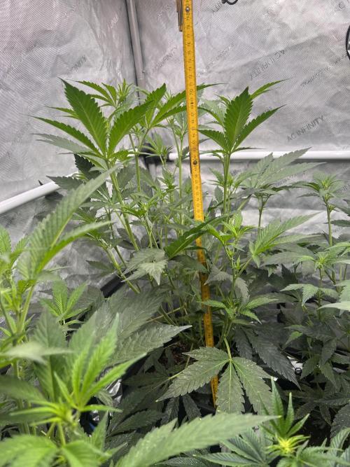 Chocolate Waffelz - Paradise Seeds. Week 2 - 31.01. F12