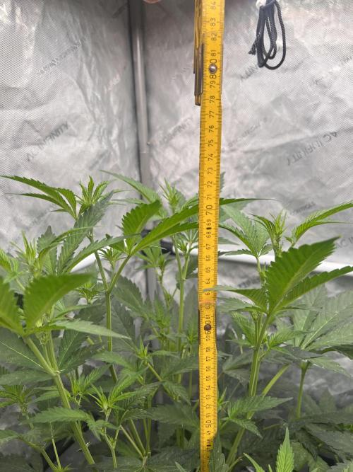 Chocolate Waffelz - Paradise Seeds. Week 2 - 31.01. F12