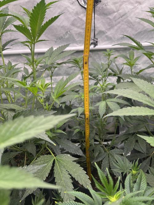 Chocolate Waffelz - Paradise Seeds. Week 2 - 31.01. F12