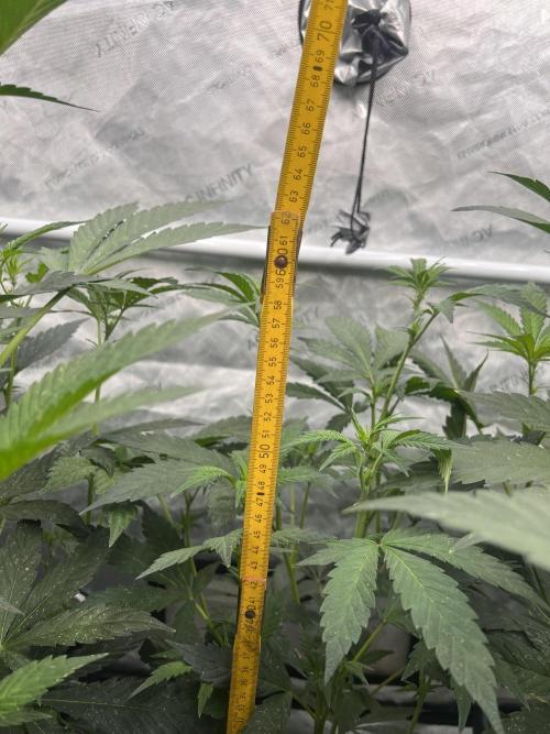 Chocolate Waffelz - Paradise Seeds. Week 2 - 31.01. F12