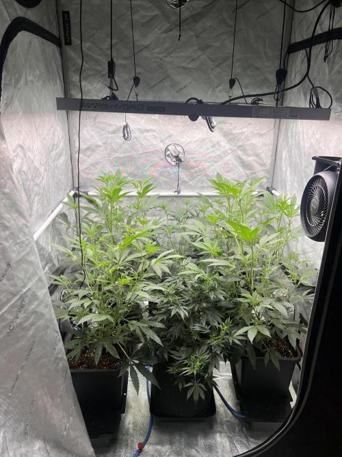 Chocolate Waffelz - Paradise Seeds. Week 2 - 31.01. F12