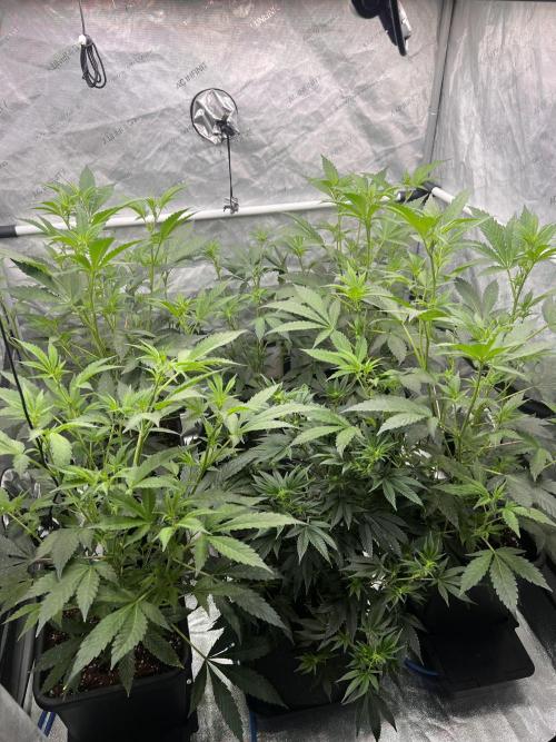 Chocolate Waffelz - Paradise Seeds. Week 2 - 31.01. F12