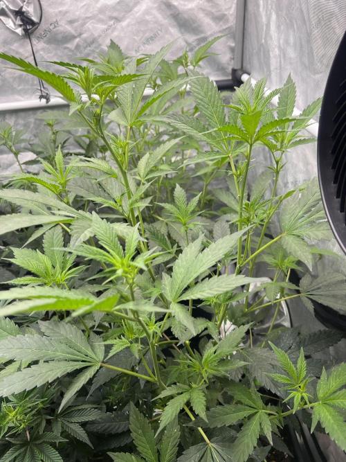 Chocolate Waffelz - Paradise Seeds. Week 2 - 31.01. F12