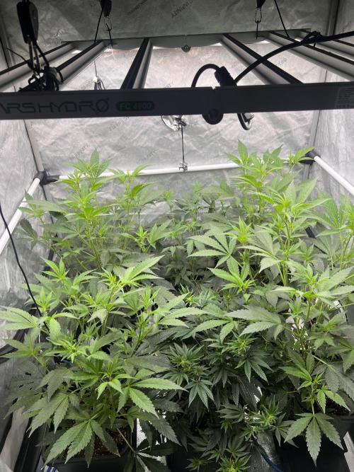 Chocolate Waffelz - Paradise Seeds. Week 2 - 31.01. F12