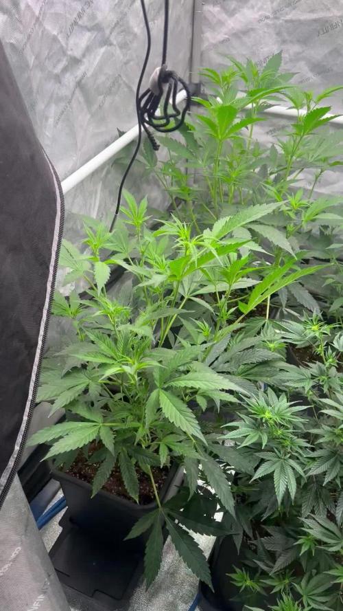 Chocolate Waffelz - Paradise Seeds