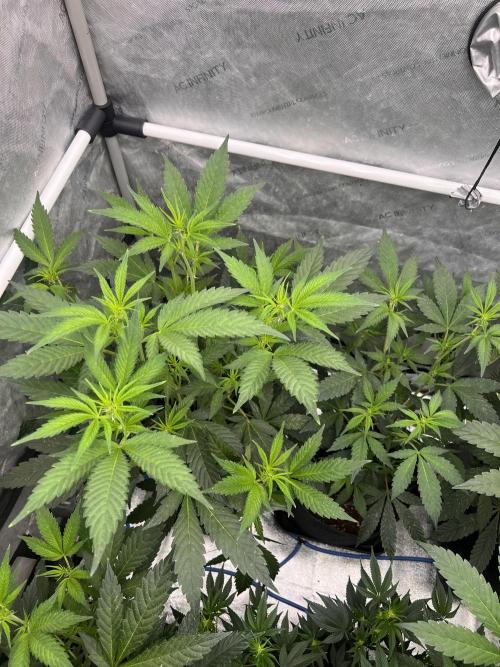 Chocolate Waffelz - Paradise Seeds. Week 2 - 31.01. F12