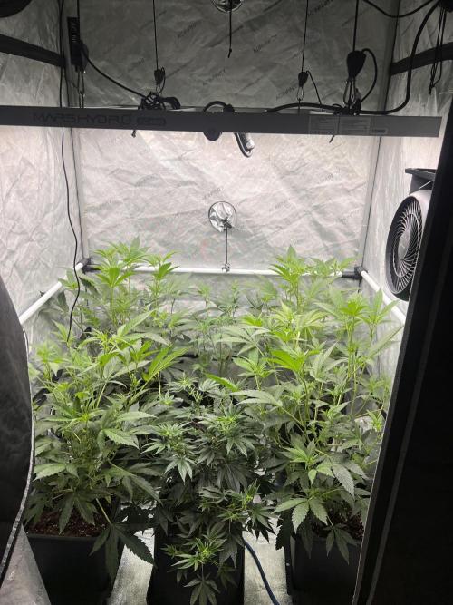 Chocolate Waffelz - Paradise Seeds. Week 2 - 31.01. F12