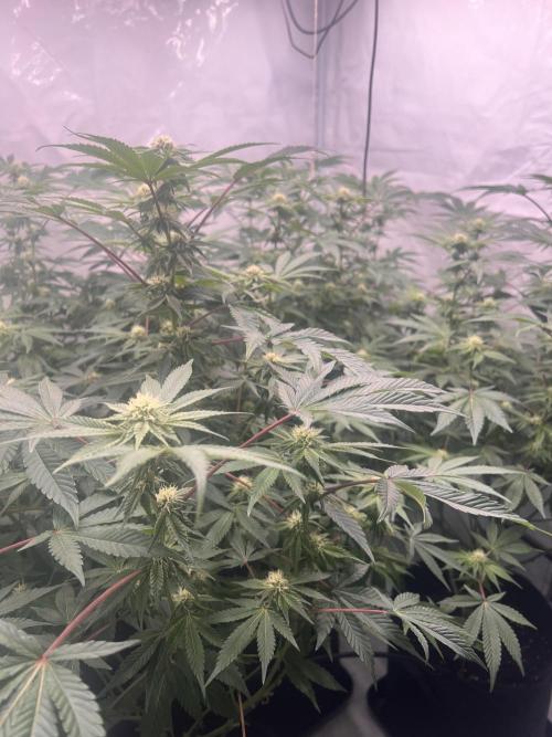 Blueberry Zkunk - Grounded Genetics. Week 8 - 26.01. F24