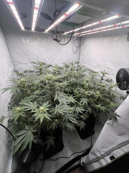 Blueberry Zkunk - Grounded Genetics. Week 8 - 26.01. F24