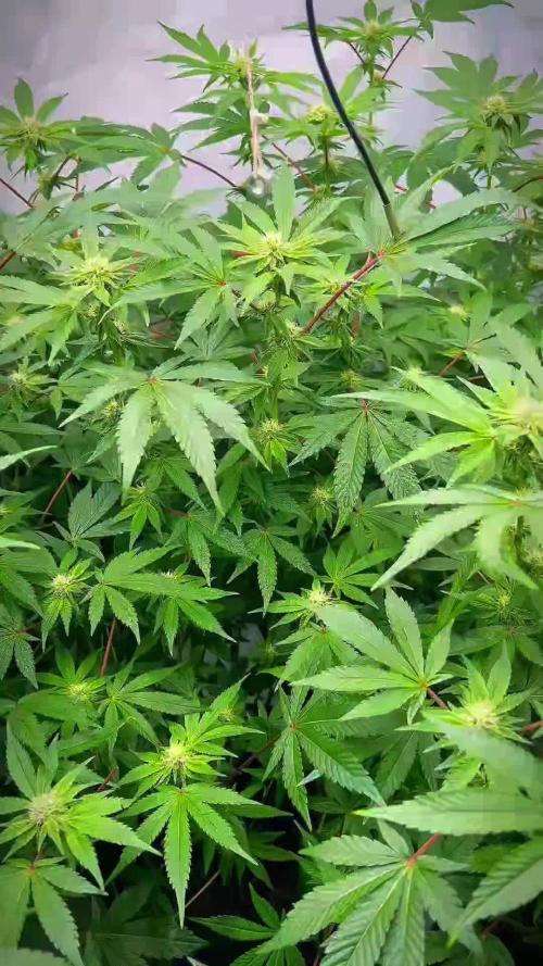 Blueberry Zkunk - Grounded Genetics