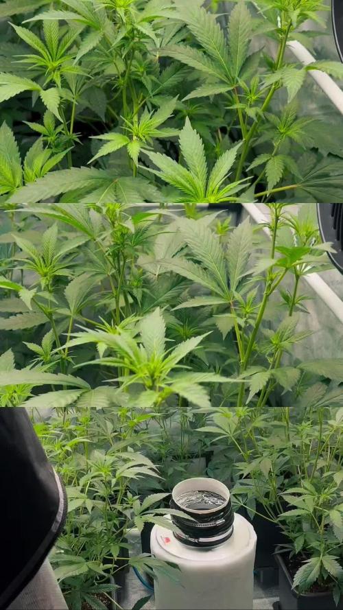 Chocolate Waffelz - Paradise Seeds