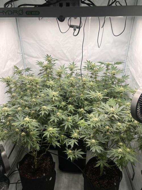 Blueberry Zkunk - Grounded Genetics. Week 9 - 31.01. F29