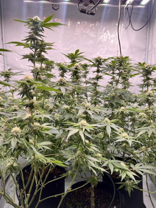 Blueberry Zkunk - Grounded Genetics. Week 9 - 31.01. F29