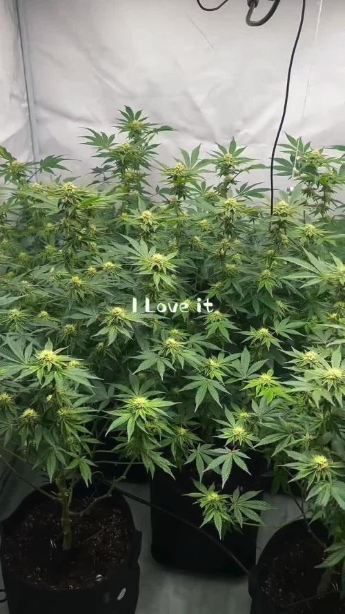 Blueberry Zkunk - Grounded Genetics