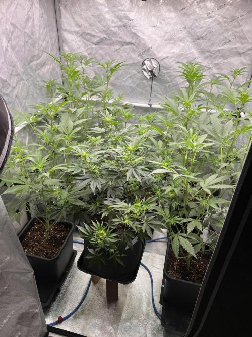 Chocolate Waffelz - Paradise Seeds. Week 3 - 03.02. F15