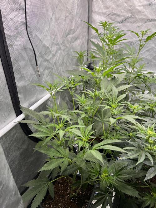 Chocolate Waffelz - Paradise Seeds. Week 3 - 03.02. F15