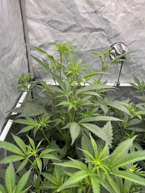 Chocolate Waffelz - Paradise Seeds. Week 3 - 03.02. F15