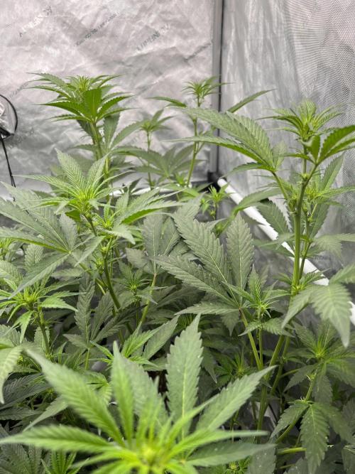 Chocolate Waffelz - Paradise Seeds. Week 3 - 03.02. F15