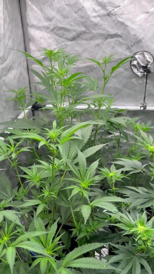 Chocolate Waffelz - Paradise Seeds