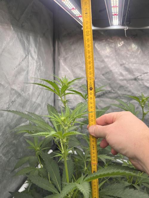 Chocolate Waffelz - Paradise Seeds. Week 3 - 05.02. F17