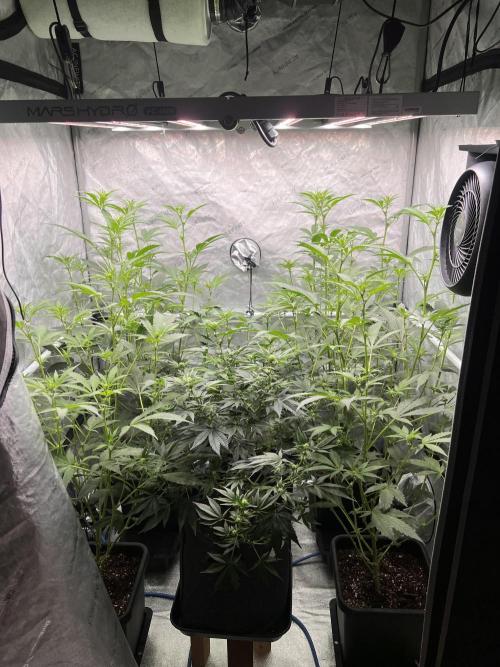 Chocolate Waffelz - Paradise Seeds. Week 3 - 05.02. F17