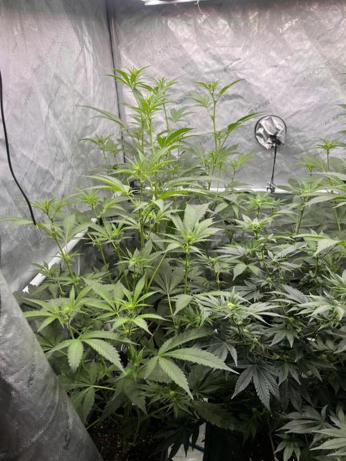 Chocolate Waffelz - Paradise Seeds. Week 3 - 05.02. F17