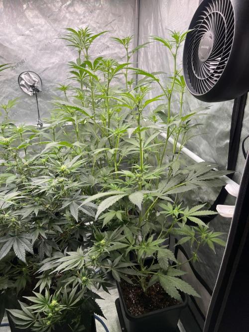 Chocolate Waffelz - Paradise Seeds. Week 3 - 05.02. F17