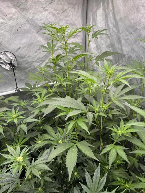 Chocolate Waffelz - Paradise Seeds. Week 3 - 05.02. F17