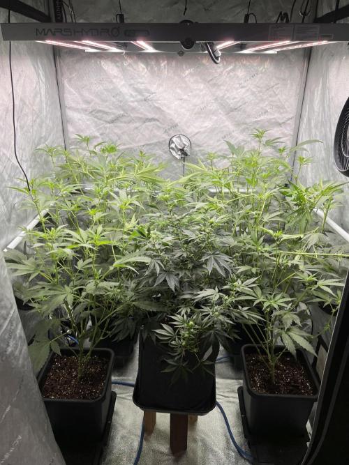 Chocolate Waffelz - Paradise Seeds. Week 3 - 05.02. F17