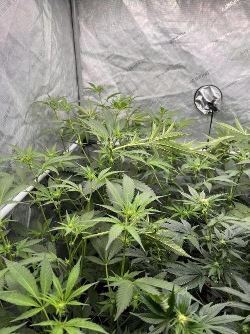 Chocolate Waffelz - Paradise Seeds. Week 3 - 05.02. F17