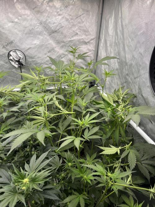 Chocolate Waffelz - Paradise Seeds. Week 3 - 05.02. F17