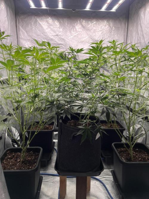 Chocolate Waffelz - Paradise Seeds. Week 3 - 05.02. F17