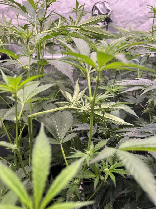 Chocolate Waffelz - Paradise Seeds. Week 3 - 05.02. F17