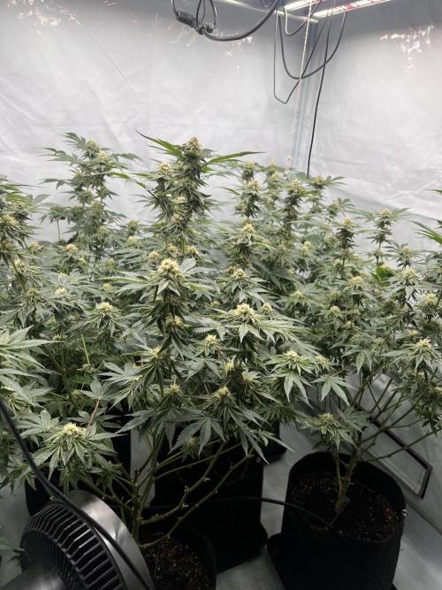 Blueberry Zkunk - Grounded Genetics. Week 9 - 05.02. F34