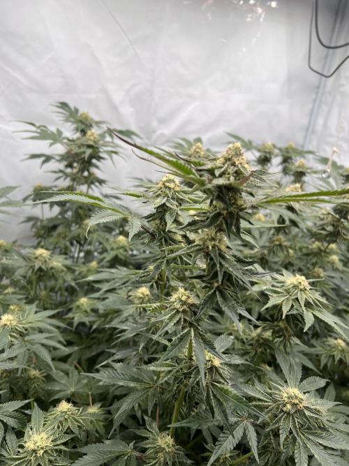 Blueberry Zkunk - Grounded Genetics. Week 9 - 05.02. F34