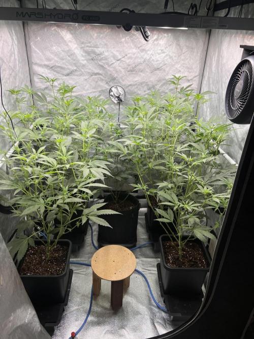 Chocolate Waffelz - Paradise Seeds. Week 3 - 06.02. F18