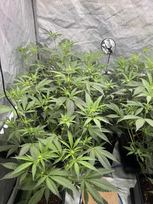 Chocolate Waffelz - Paradise Seeds. Week 3 - 06.02. F18