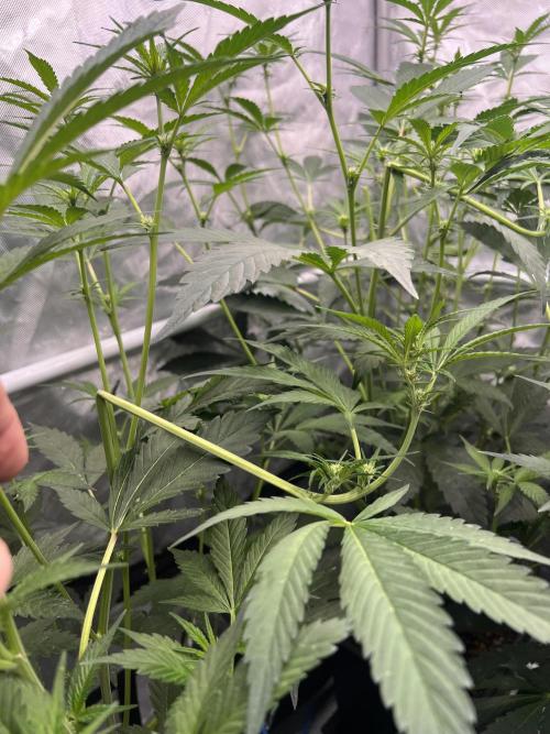 Chocolate Waffelz - Paradise Seeds. Week 3 - 06.02. F18