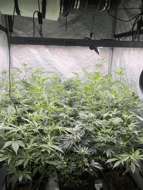 Chocolate Waffelz - Paradise Seeds. Week 3 - 09.02. F21