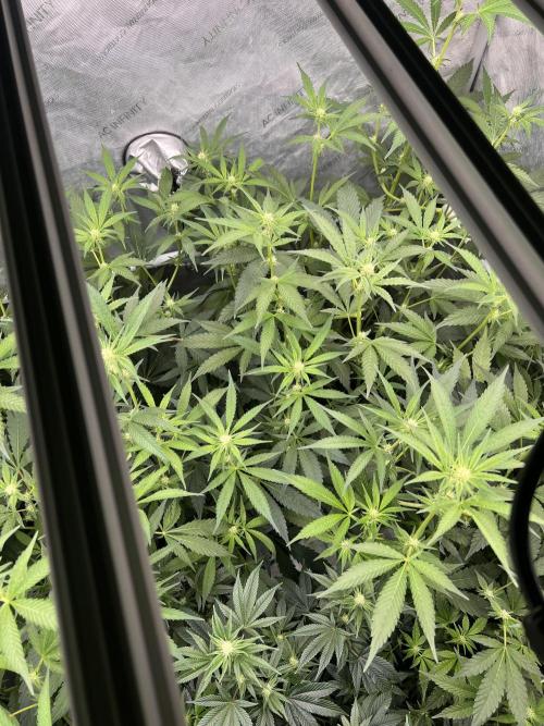 Chocolate Waffelz - Paradise Seeds. Week 3 - 09.02. F21