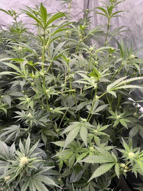 Chocolate Waffelz - Paradise Seeds. Week 3 - 09.02. F21