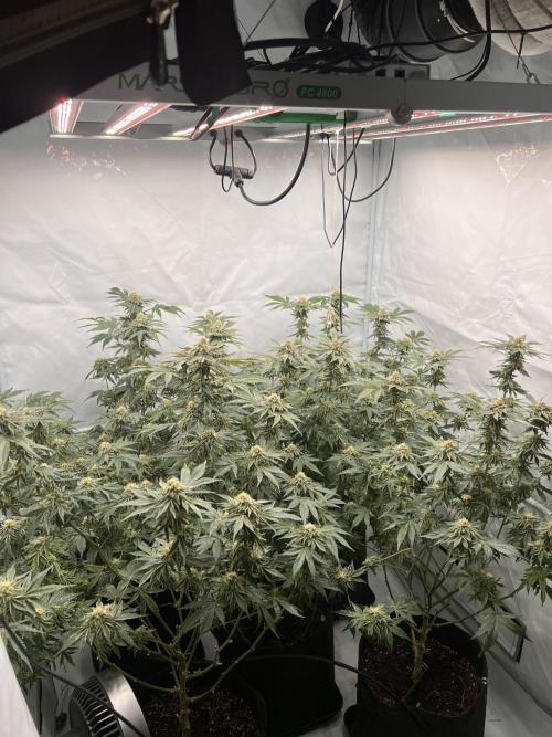 Blueberry Zkunk - Grounded Genetics. Week 10 - 11.02. F40