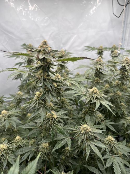 Blueberry Zkunk - Grounded Genetics. Week 10 - 11.02. F40