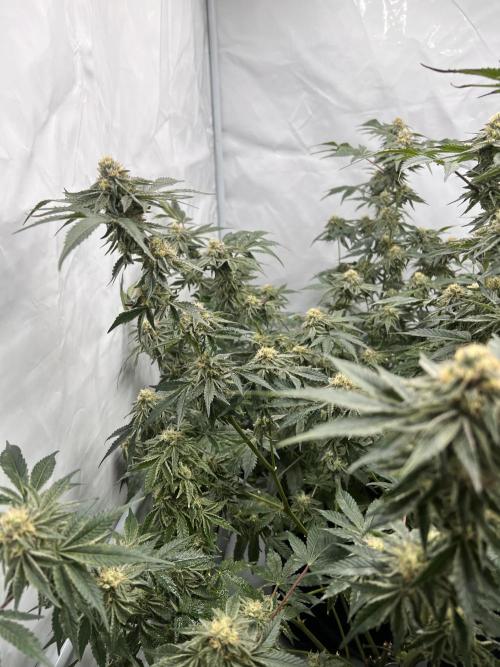 Blueberry Zkunk - Grounded Genetics. Week 10 - 11.02. F40