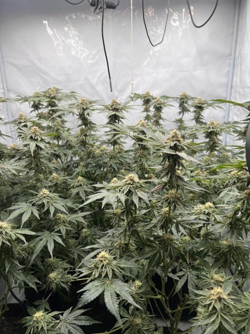 Blueberry Zkunk - Grounded Genetics. Week 10 - 11.02. F40