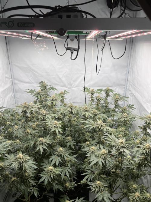 Blueberry Zkunk - Grounded Genetics. Week 10 - 11.02. F40