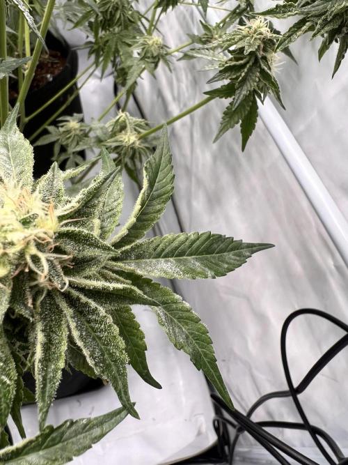 Blueberry Zkunk - Grounded Genetics. Week 10 - 11.02. F40