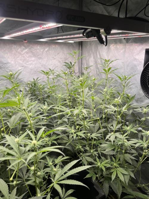 Chocolate Waffelz - Paradise Seeds. Week 4 - 10.02. F22